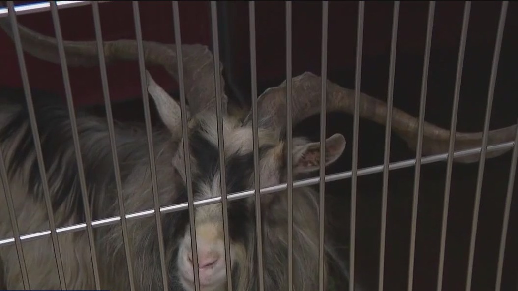 Animals seized from Milwaukee home; man charged again after conviction ...
