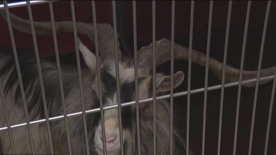 Animals seized from Milwaukee home; man charged again after conviction