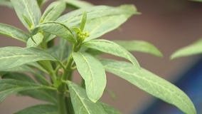 The Western Monarch Butterfly needs help from humans