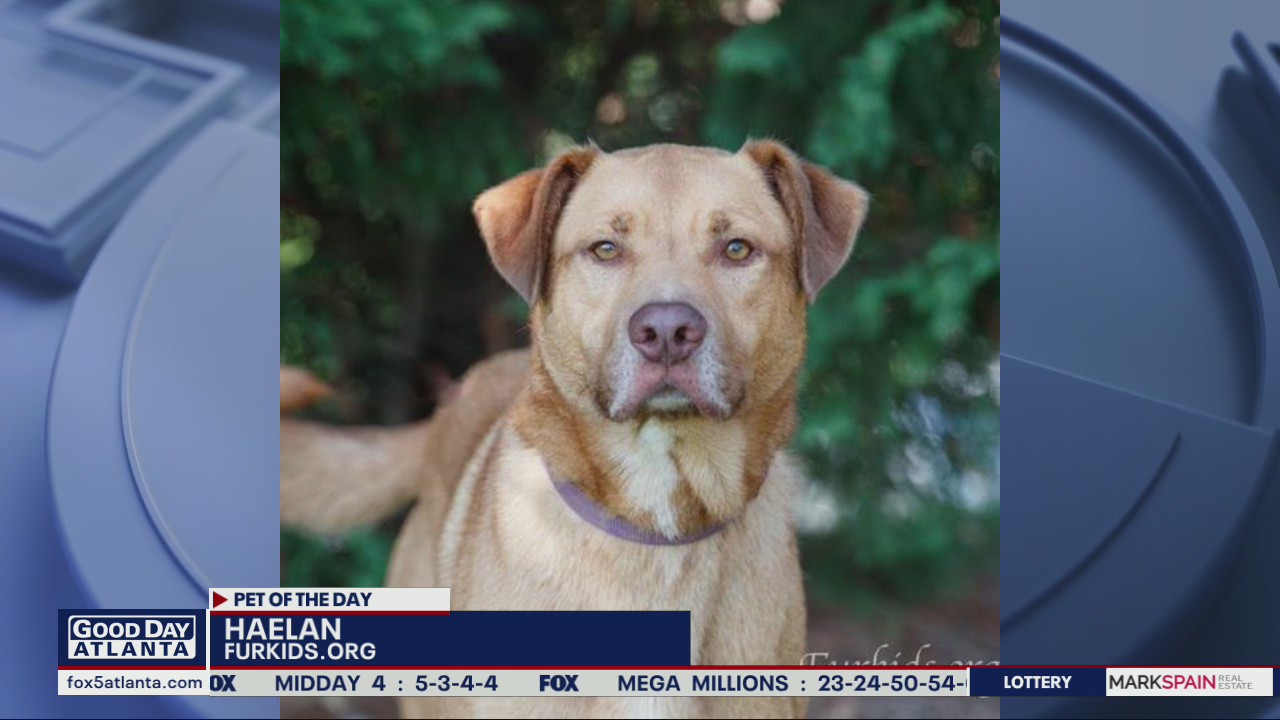 Pet of The Day from FurKids