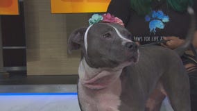 Pet Project: Sheba from Paws for Life
