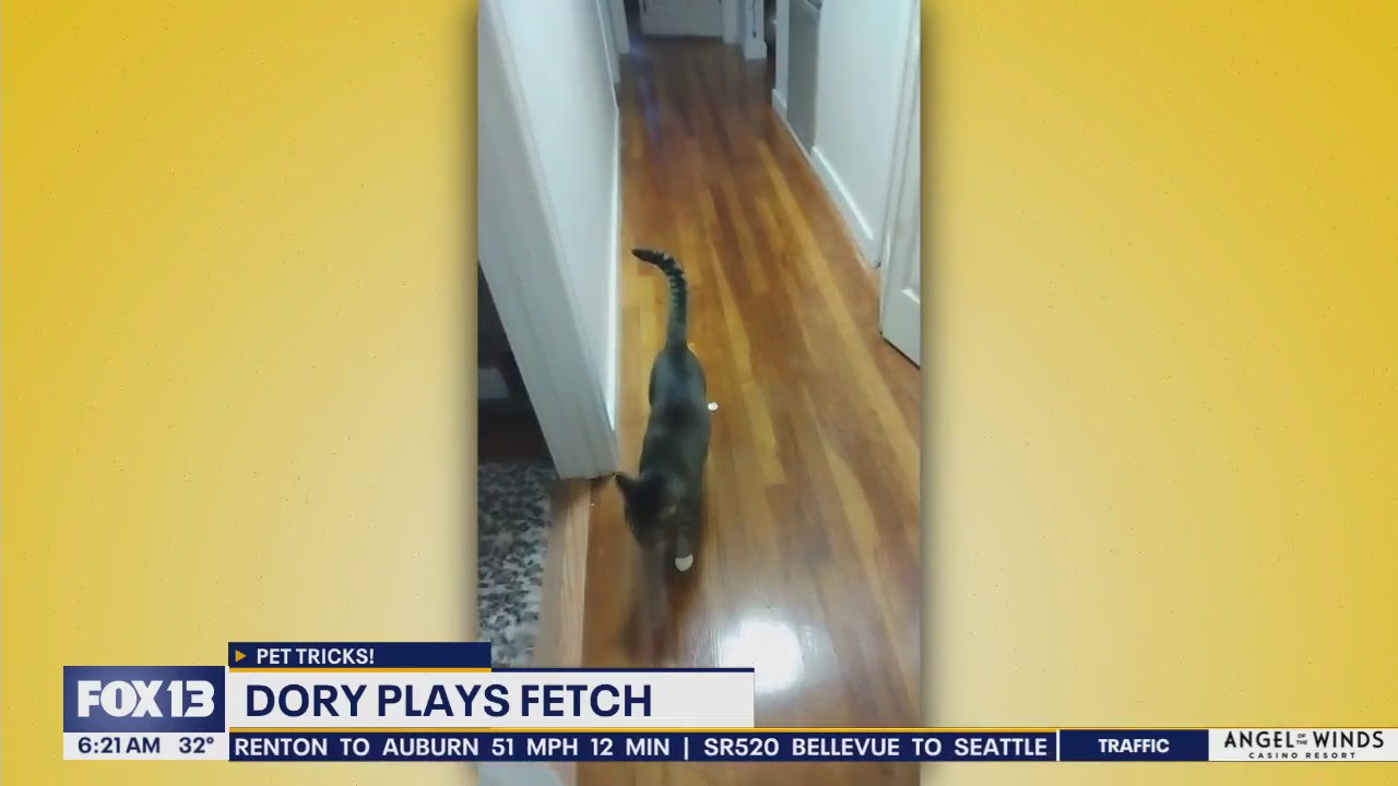 Pet Tricks for Thursday, February 13