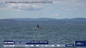 Chainsaw the Orca spotted near San Juan Islands