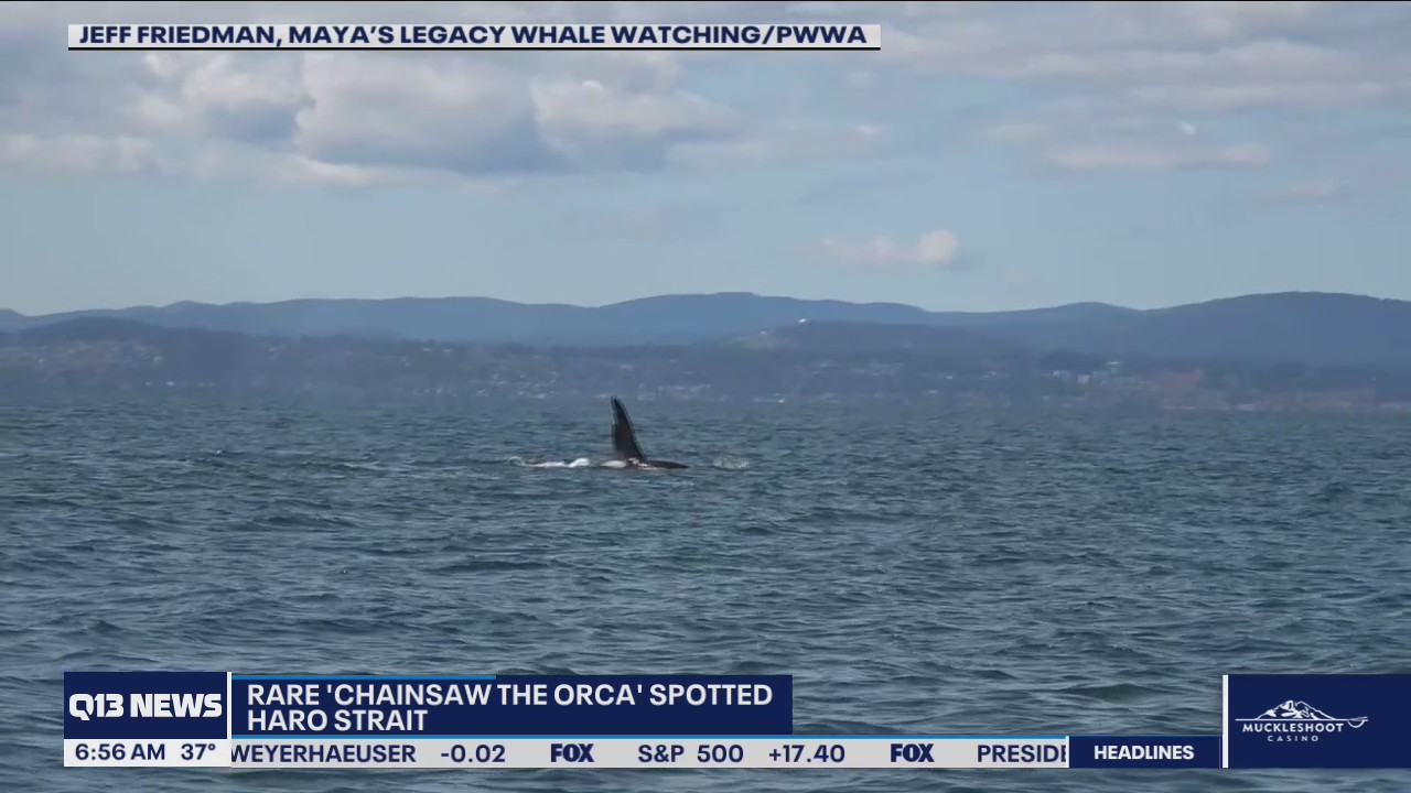 Chainsaw the Orca spotted near San Juan Islands