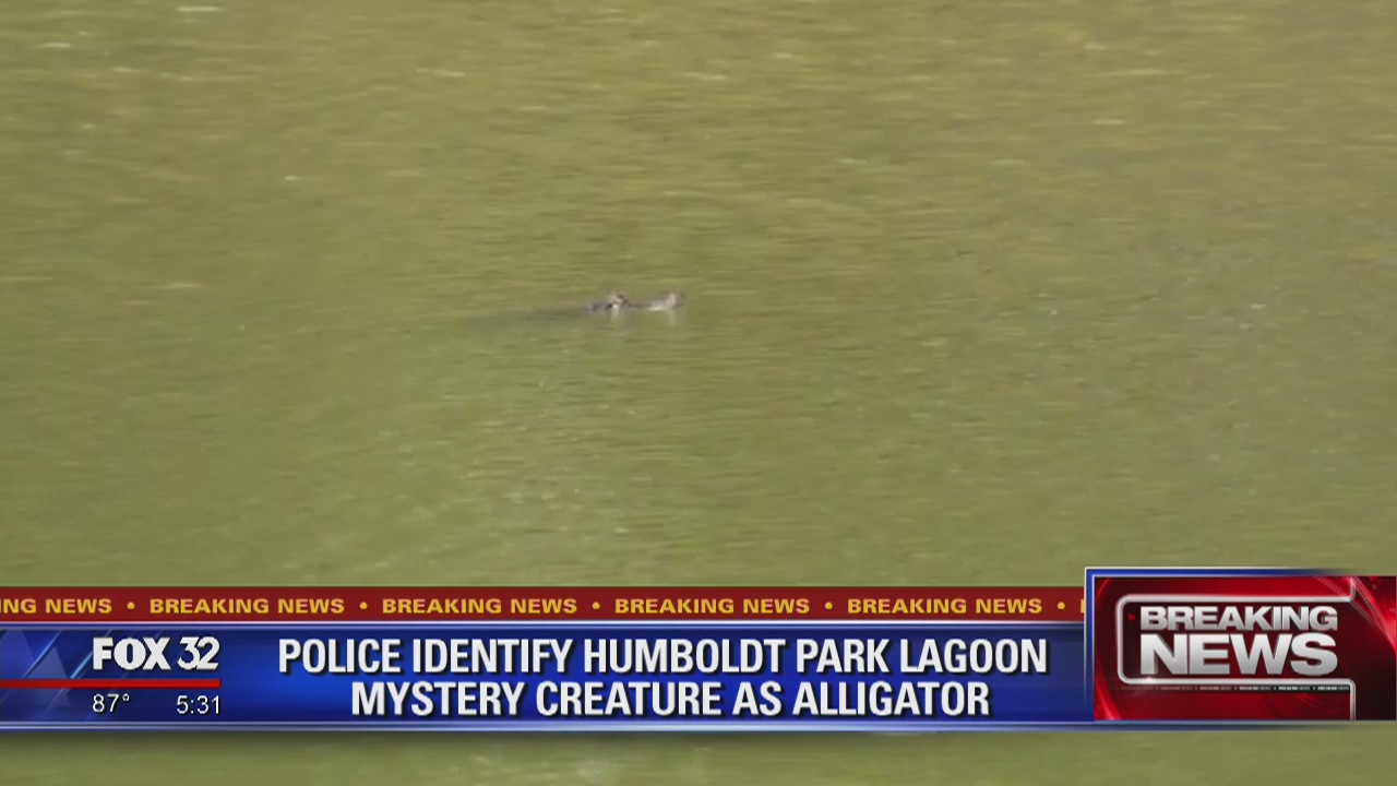 Alligator confirmed to be living in Chicago lagoon