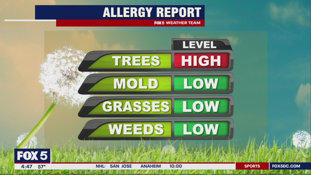 Pollen count and spring allergy report