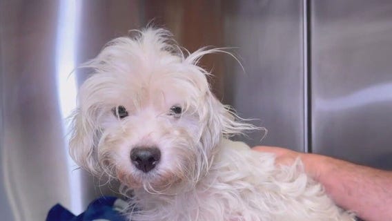 Dog thrown over fence in plastic bag