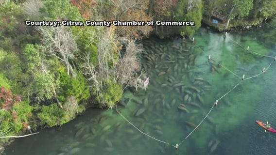 Crystal River's Manatee Festival kicks off this weekend