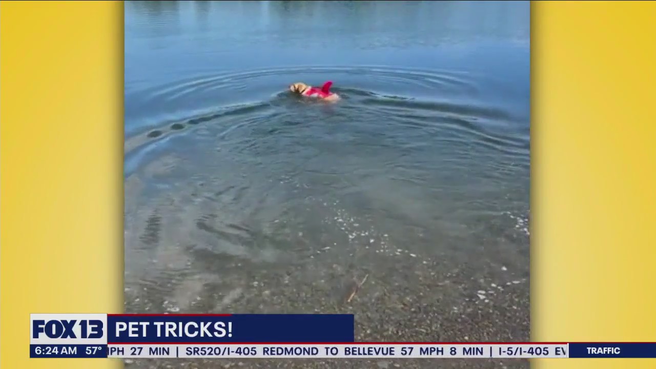 Pet Tricks for Wednesday, September 13