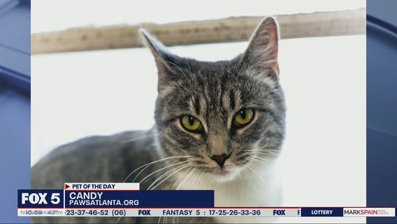 Pet of the Day from PAWS Atlanta