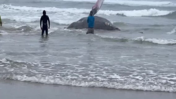 Yachats Beached Whale