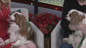 Pet of the Week: Meet Koko and Calvin