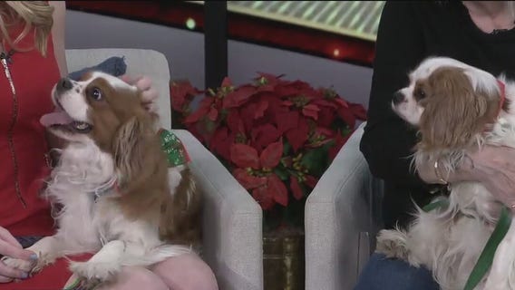 Pet of the Week: Meet Koko and Calvin