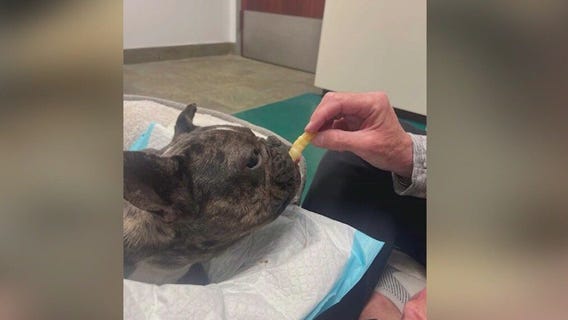 Dog found in Chicago area dumpster dies from injuries