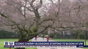 Iconic cherry blossoms starting to bloom at UW