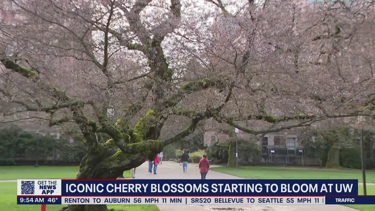 Iconic cherry blossoms starting to bloom at UW