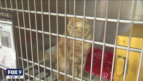 Animal Humane Society to close to the public through May