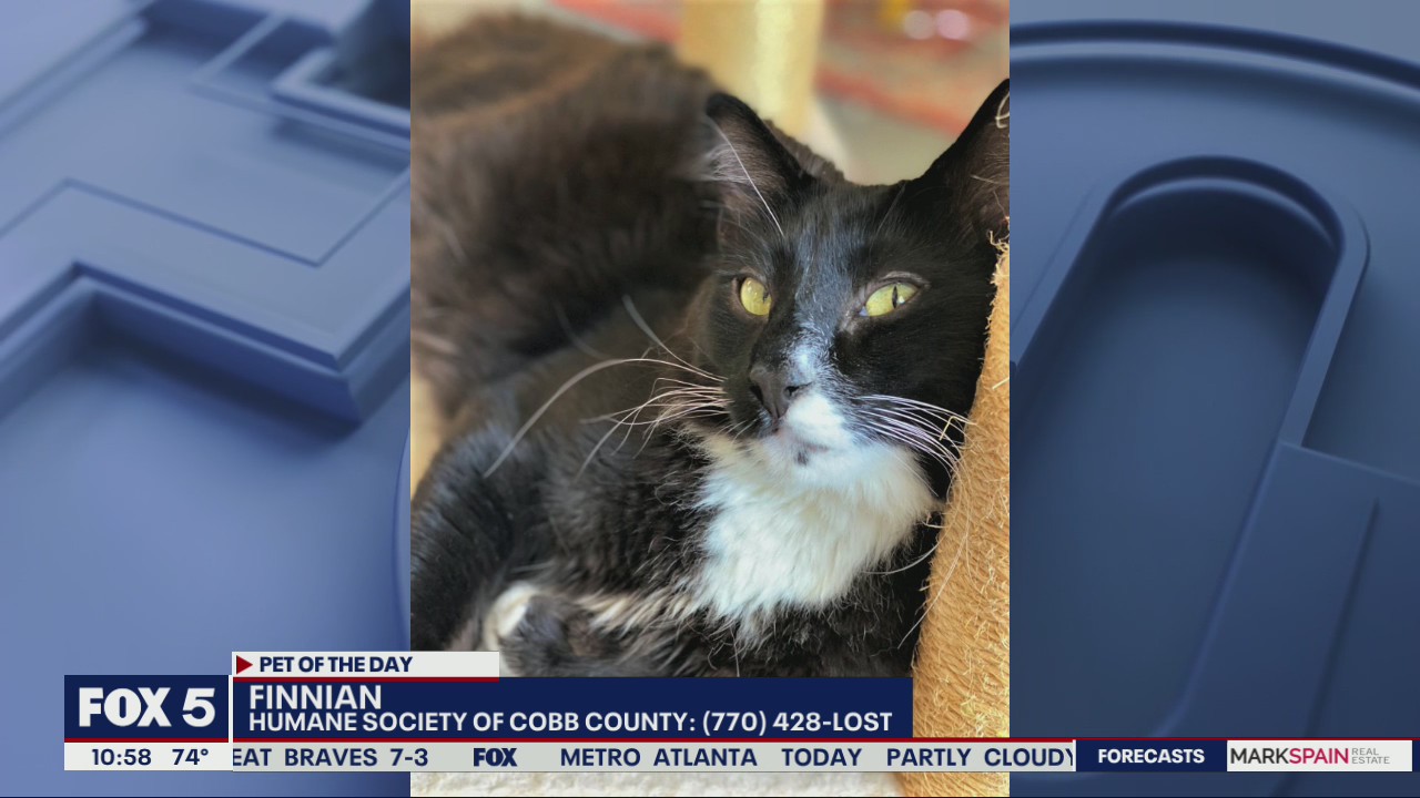 Pet of the Day from the Humane Society of Cobb County