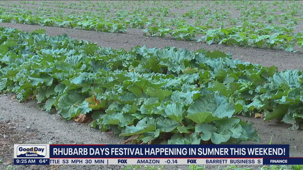 Rhubarb Days Festival happening in Sumner this weekend