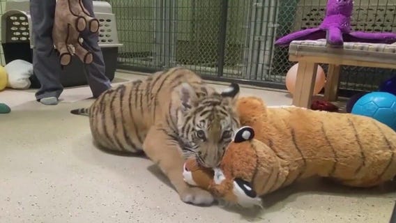 Tiger cub seized before being sold online is doing well at Arizona conservation center