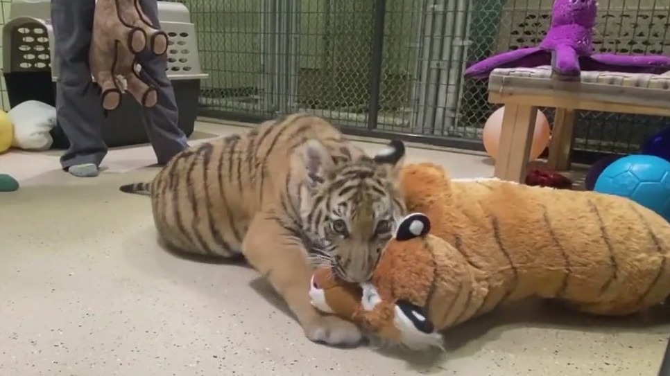 Tiger cub seized before being sold online is doing well at Arizona conservation center