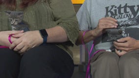 Pet Project: Gingham & Paisley from Kitty Bungalow