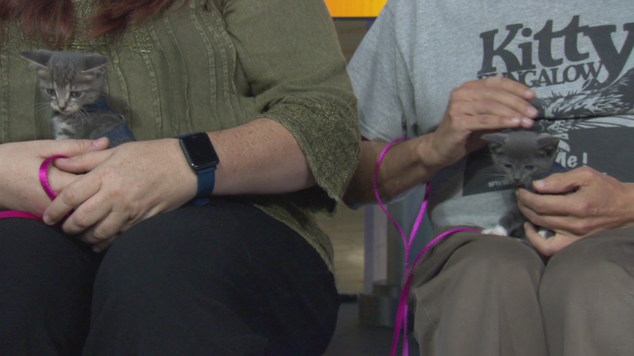 Pet Project: Gingham & Paisley from Kitty Bungalow