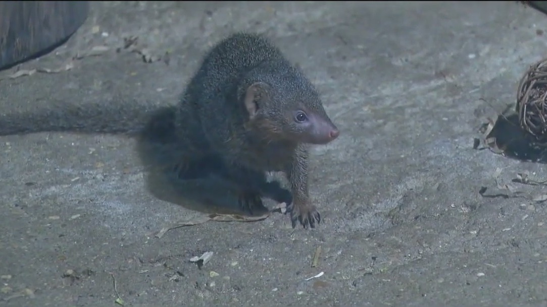Visit the dwarf mongoose at Brookfield Zoo Chicago