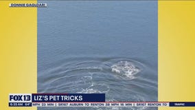 Liz's Pet Tricks for Monday, July 25