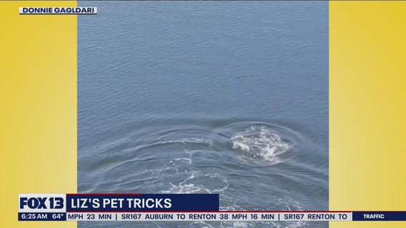 Liz's Pet Tricks for Monday, July 25