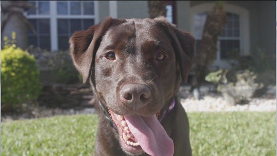 ?Frankie?s Friends? helps families in need