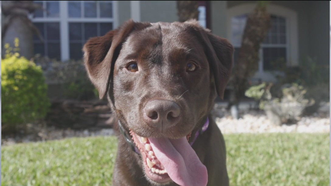 ?Frankie?s Friends? helps families in need