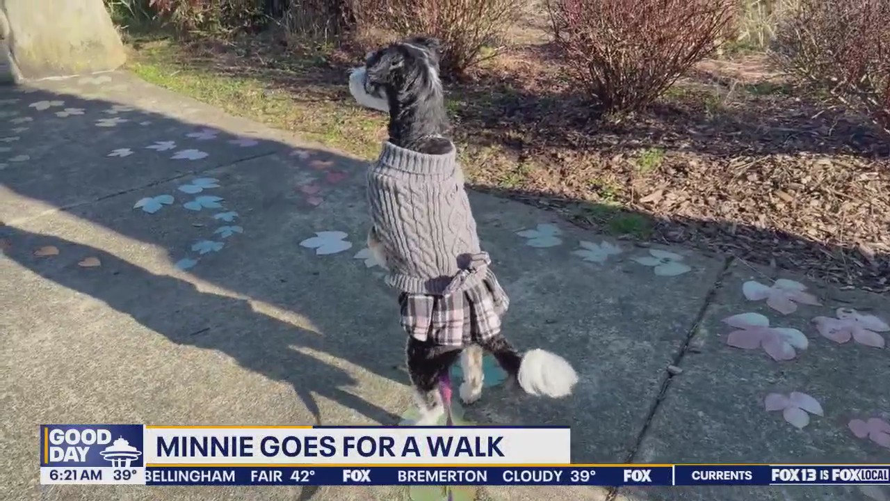 Pet Tricks for Wednesday, February 26