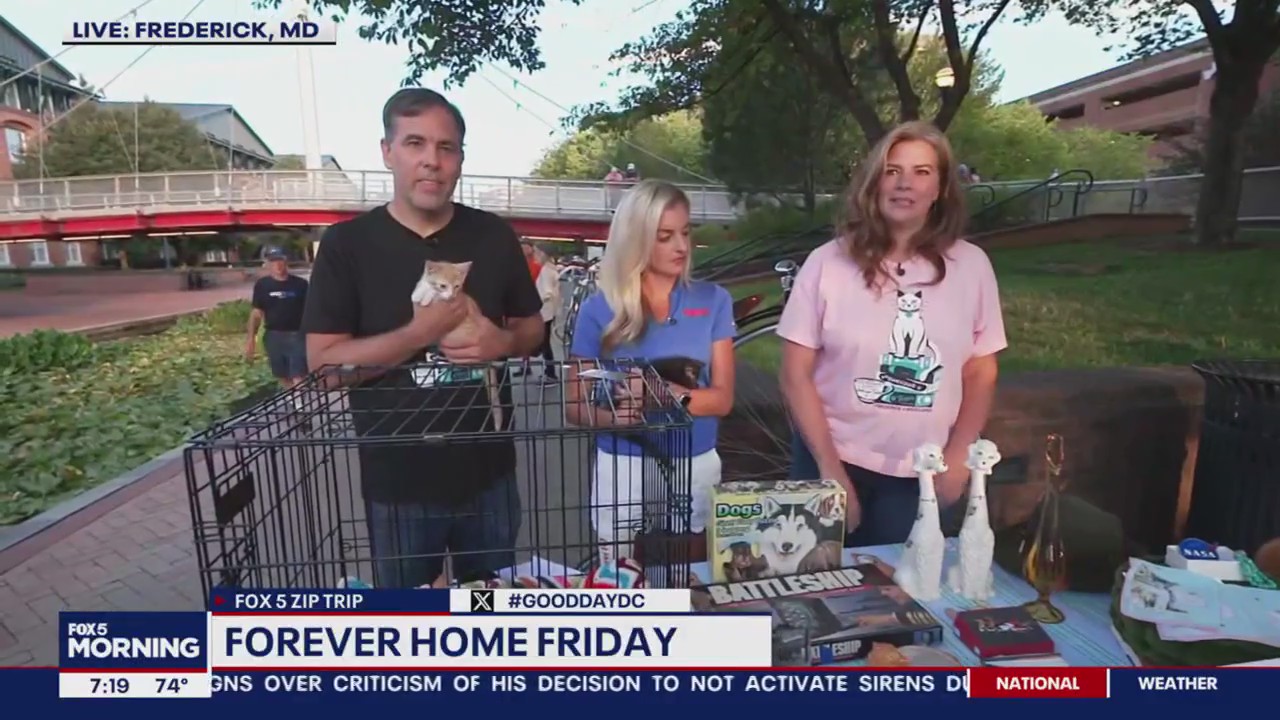 Fun with kittens in Frederick!