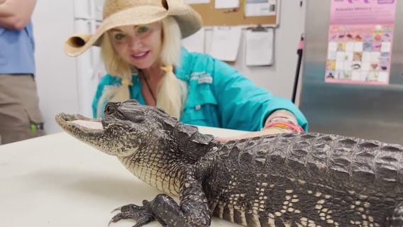 Gatorland queen describes working with alligators