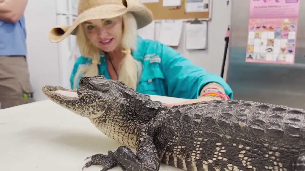 Gatorland queen describes working with alligators