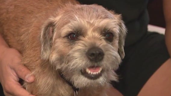 Preventing your dog from Valley Fever infection