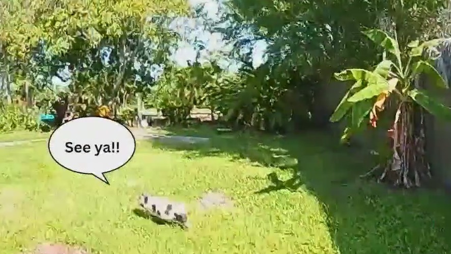 Pigs run loose in Florida neighborhood