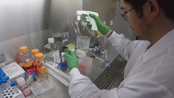 Researchers studying chronic inflammatory diseases