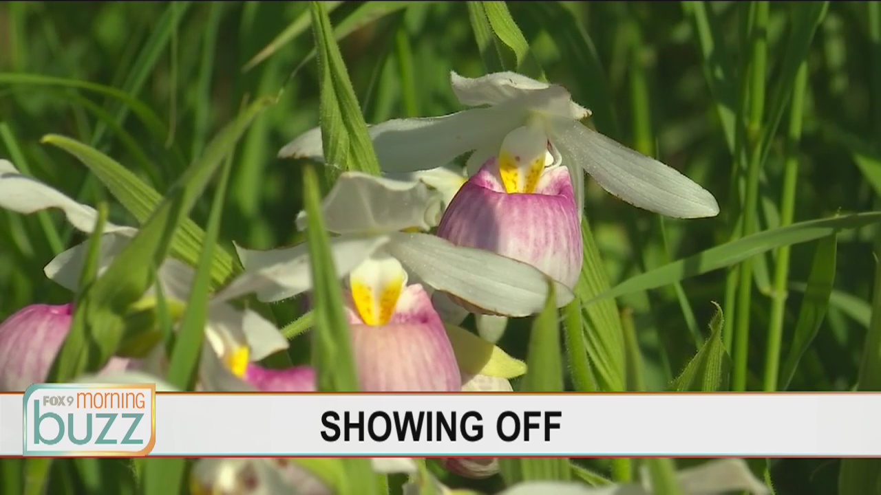 They can be a rare find around the metro: How to spot the Minnesota state flower (blooming now)