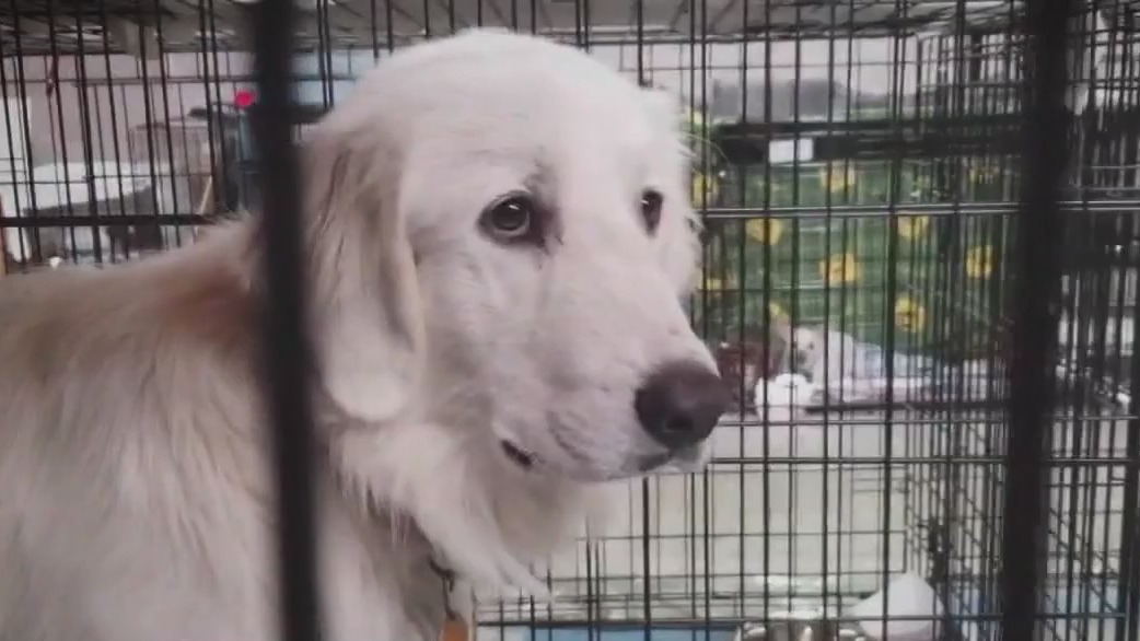 LA animal shelters could close under budget cuts