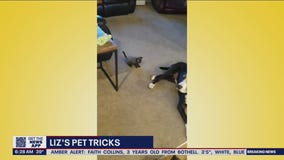 Liz?s Pet Tricks for Tuesday, March 5