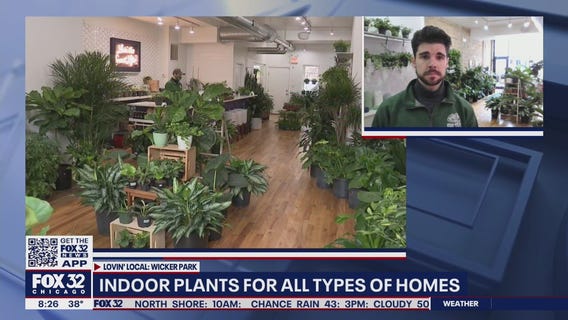 Lovin' Local: Chicago Plants in Wicker Park