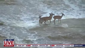 Deer seen crossing Texas flood waters