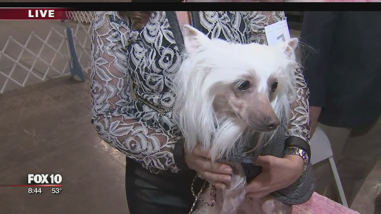 Cory's Corner: Heart of the Desert Classic Dog Show