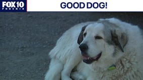 Dog helps bring missing Arizona boy to safety