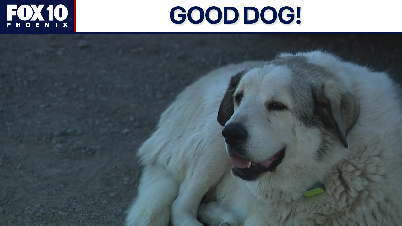 Dog helps bring missing Arizona boy to safety