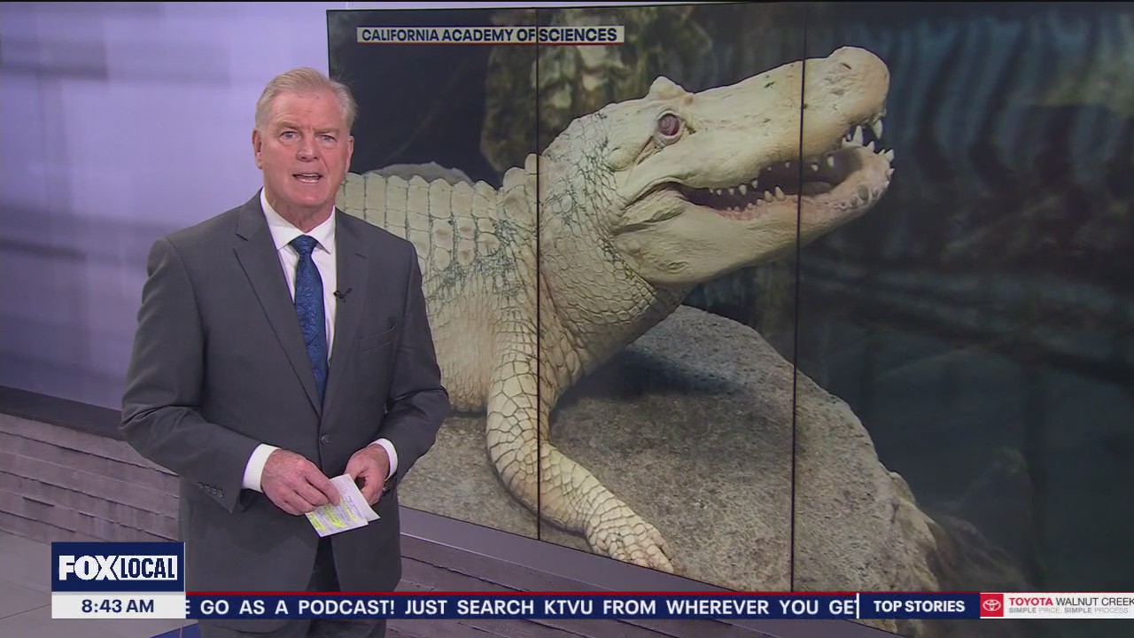 California Academy of Sciences hosts celebration of life for Claude, the Albino Alligator
