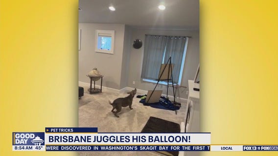 Pet Tricks for Friday, November 28