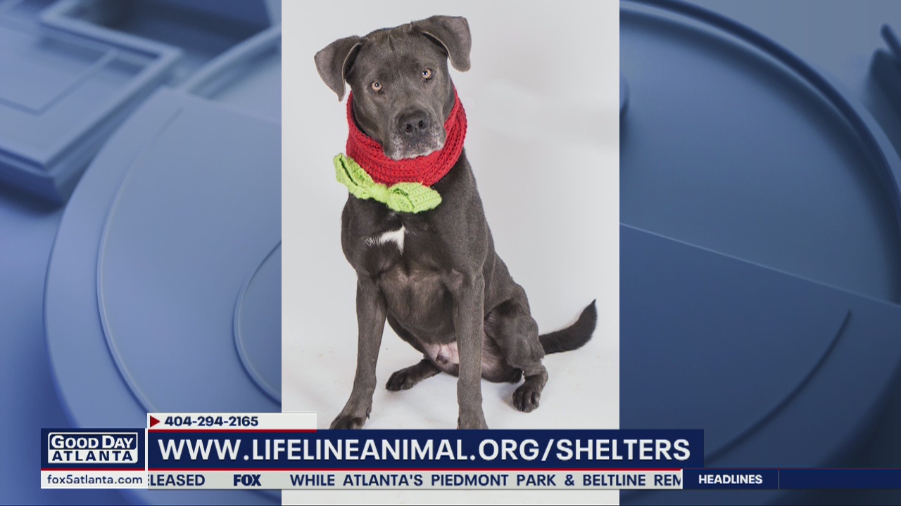 Pet of the Day: March 31, 2020